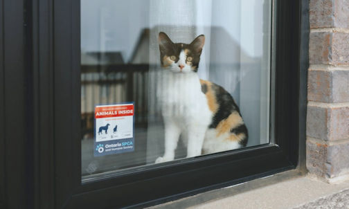 Emergency planning for your family should include your pets