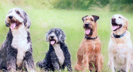 St. John Ambulance therapy dogs to visit Bruce County Library branches