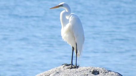Great Egrets, a windsurfer, and donations