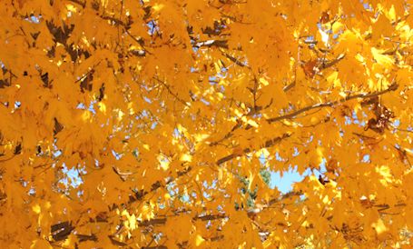 Sunshine brings out the golden brilliance of late fall