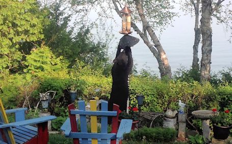 Black bear beheld in Barries' backyard