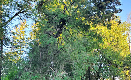 Huron-Kinloss clearing up downed trees, debris, after Tuesday's storm