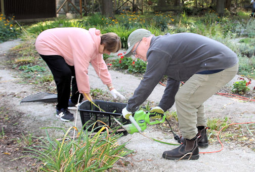 Kincardine election candidates help volunteers prepare Peace Garden for winter
