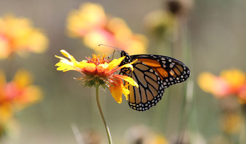 NIMBY: Nature In My Back Yard – Flights of fancy