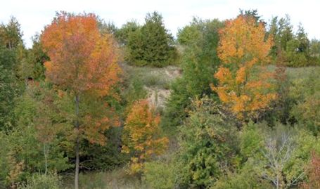 Leaves turning colour as cooler temperatures arrive