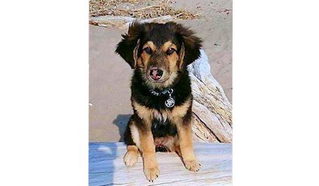 Family, friends searching for lost dog