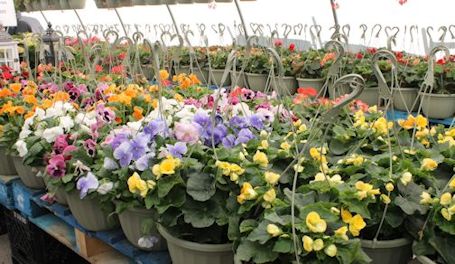 Sobeys Kincardine Garden Centre open 8 a.m. to 8 p.m.