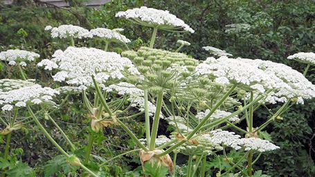 Disposing of Giant Hogweed takes common sense, says county weed inspector