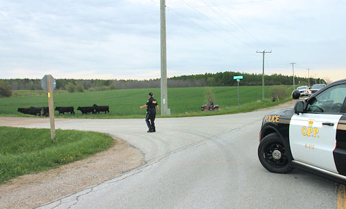 OPP rounds up cattle