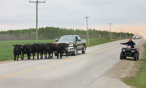 Cattle on Road